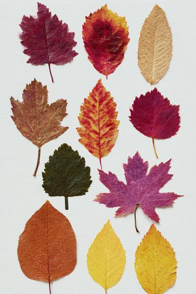 12. Blätterdruck-Postkarten zum Basteln mit Kindern Herbst mit Naturfarben und klaren Konturen