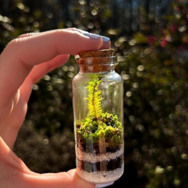 Mini Terrarium in kleiner Flasche